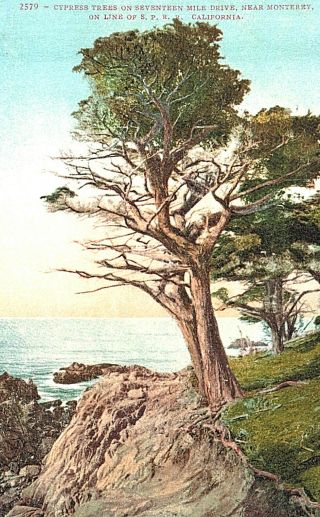 Rppc - Cypress Trees On 17 Mile Drive,  Near Monterey,  On Line Of S.  P.  R.  R. ,  Ca