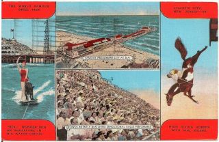 Rex The Wonder Dog And High Diving Horses,  Steel Pier,  Atlantic City Nj Postcard