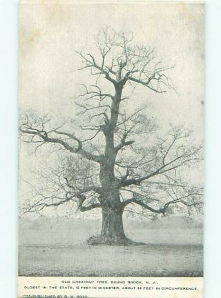 Pre - 1907 Oldest Chestnut Tree Bound Brook By Edison & Brunswick Nj Ad8519