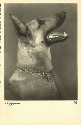 Dog Postcard German Shepherd (1930s) Rppc (1)