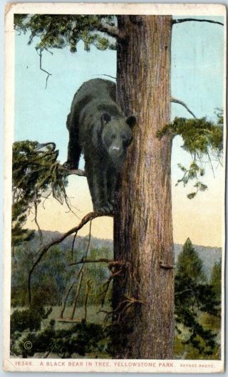 Yellowstone National Park Postcard " A Black Bear In Tree " Haynes W/ 1927 Cancel