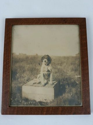 Antique Vintage Photo Dog Spaniel Smoking Pipe Farm Old " Puffy Fluffy " Cute