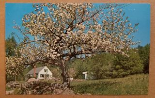 Postcard: Apple Blossom Tree In Weston,  Vt (photo Era 1950s,  Not Postmarked)