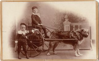 Large Cabinet Cd: 2 Little Fauntleroys Posed With A Dog Cart.