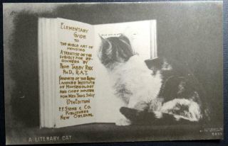 Postcard Literary Cat Reading Book Elementary Guide To Mousing 1906 Rotograph