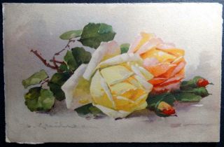 Postcard Artist Signed C.  Klein (catherine) Yellowo Peach Roses Switzerland