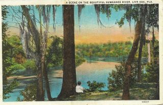 Wb Postcard,  Scene On The Suwannee River,  Live Oak,  Fl