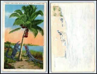 Florida Postcard - Black Americana,  Boy Chased Up Tree By Alligators H19
