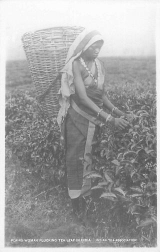 Pc Rp India Plains Woman Plucking Tea Leaf In India Social History India Asia
