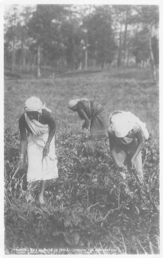 Pc Rp India Pruning Tea Bushes In India Social History India Asia
