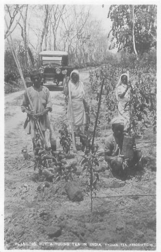 Pc Rp India Planting Out A Young Tea In India Social History India Asia