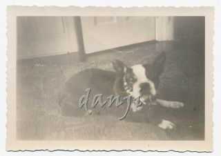 Boston Terrier Dog Lying On The Floor Staring Into The Camera Cute 1948 Photo