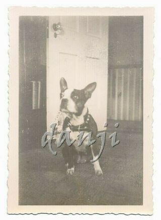 Boston Terrier Dog With A Quizzical Look Up Cute 1948 Photo