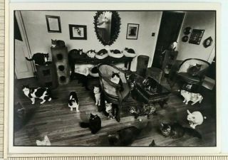 The Katzes Terry Deroy Gruber Fotofolio Postcard Cats In Living Room Cat Lover