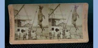 1899 Antique Stereoview Card Embalmers Of American Beef Hanging Cow,  Ship