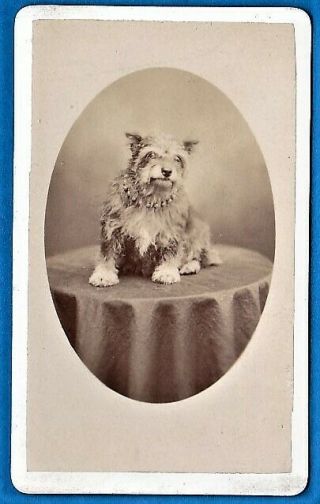 Vintage Cdv Foto Photo Funny Dog On A Table Chien Hund Ca 1875