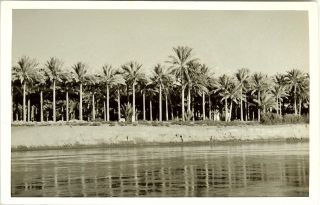 Vtg Date Palms Along The Bank Of The Euphrates Iraq Real Photo Postcard / Rppc