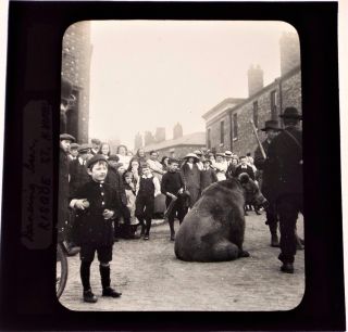 Dancing Bear At Heaton Norris - Stockport - Antique 1900 Magic Lantern Slide