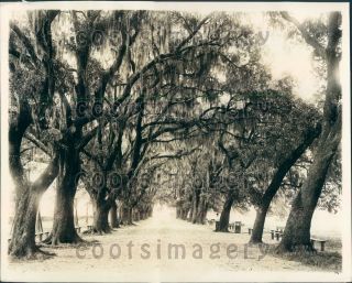 1928 Spanish Moss Draped Trees Line Road Louisiana Press Photo