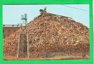 Postcard A Maine Woodpile Manufacturing Of Paper Vintage 7424