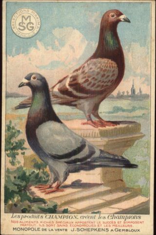 Pigeons Bird Feed Food Smg Selections Maxima Gembloux C1910 Postcard