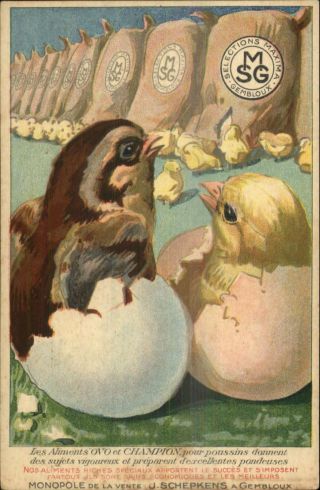 Hatching Chicks Bird Feed Food Smg Selections Maxima Gembloux Postcard