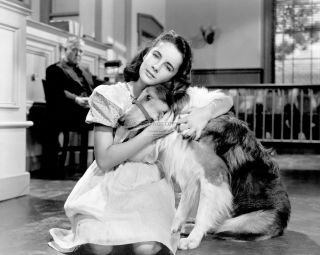 Elizabeth Taylor In The Film " Lassie Come Home " - 8x10 Publicity Photo (bb - 739)