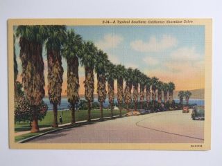 A Palm Drive In California - 1940s Linen Postcard