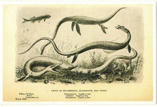 2014 DINOSAUR Elasmosaurus Animal History Paleontology Art Joseph Smit Postcard 2