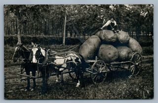 Exaggerated Potato Horse Cart 1909 Antique Real Photo Postcard Rppc Montage