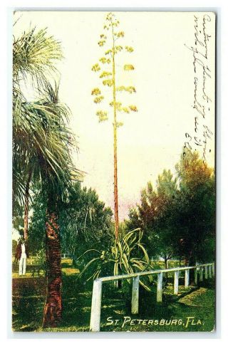 Vintage Postcard Plants And Trees In Park St Petersburg Florida 1908 M1