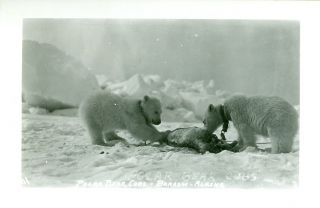 Barrow,  Ak Polar Bar Cubs Eating Seal Rppc