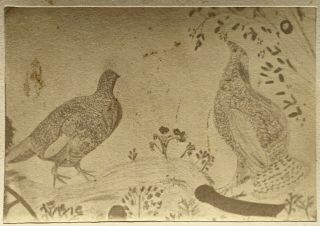 Antique Cdv American Folk Art Drawing Photograph Carte De Visite Photo Birds