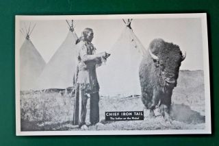 Chief Iron Tail (indian On The Nickel) & Buffalo At 101 Ranch Oklahoma Postcard