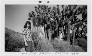 Old Photo Girl Standing By Joshua Trees Walker Pass California 1960s