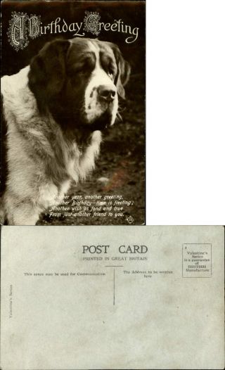 Saint Bernard Dog Rppc Birthday Poem Ca.  1910