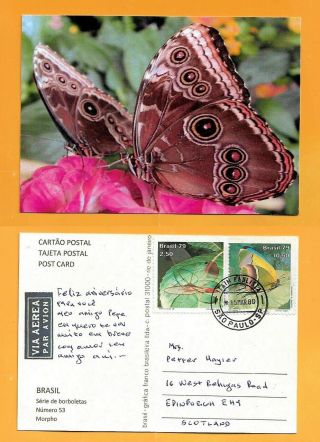 Brasil Postcard Butterfly Stamp Butterfly