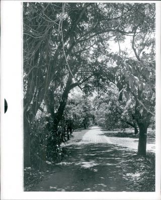 1963 Press Photo Landscape David Fairchild American Botanist Plant Trees 8x10
