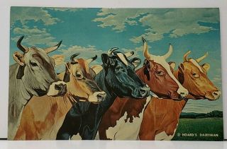 Hoards Dairyman Cows Five Queens 1961 Advertising Postcard H4