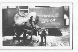 Brookville Ohio Oh Rppc Photo 1930 - 50 Spotty And Her Two Headed Calf