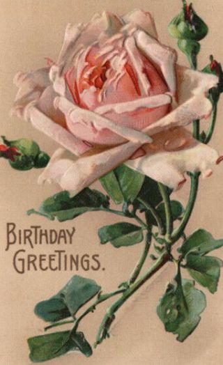 Catharina Klein Embossed Pink Rose Birthday Postcard Intern.  Art.  Pc