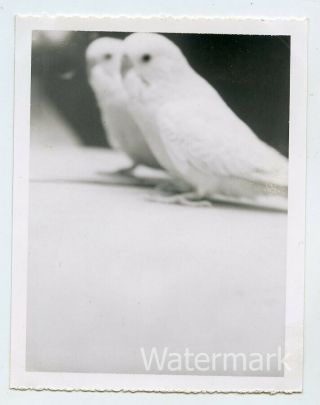 1960s B/w Vintage Polaroid Snapshot Photo Bird In Mirror Reflection
