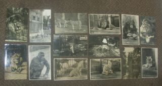 14 X 1915 - 1935 Bristol Clifton Zoo Real Photo Postcards Named Animals