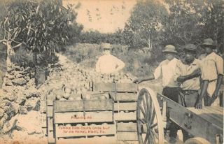 C.  1910 Preparing Famous Dade County Grapefruit For Market Miami Fl Post Card
