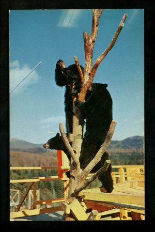 Animal Postcard Bear Sterling Alaska Fur & Game Farms Lake Placid,  York Ny