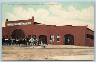 Postcard Tn Knoxville Tennessee Kentucky Horse & Mule Company C1910 S17