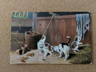 Cat Vintage Postcard.  Cat,  Kittens In The Stables.  Bee.  Pm 1907.  British