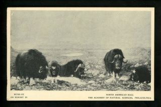 Animal Postcard Musk Ox Academy Of Natural Sciences Museum Philadelphia Pa