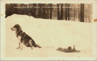 Sled Dog Rppc Wonalancet Nh Chinook Kennels 1930s Photo Postcard Hampshire