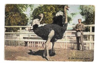 Vintage Postcard At The Ostrich Farm Ca Pm 1911 Newman Post Card Co
